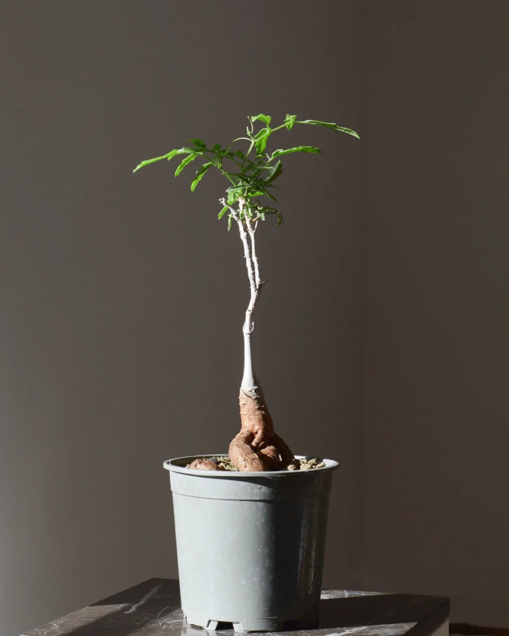 Cyphostemma elephantopus