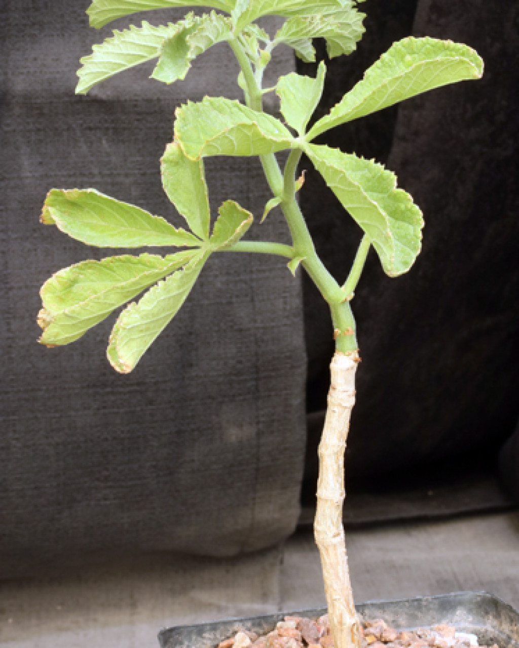 Cyphostemma hardyi