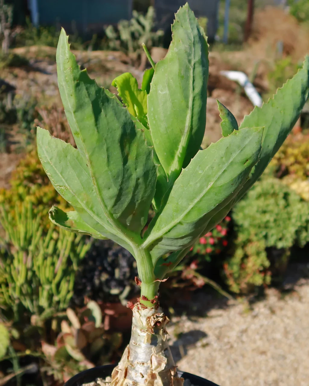 Cyphostemma juttae