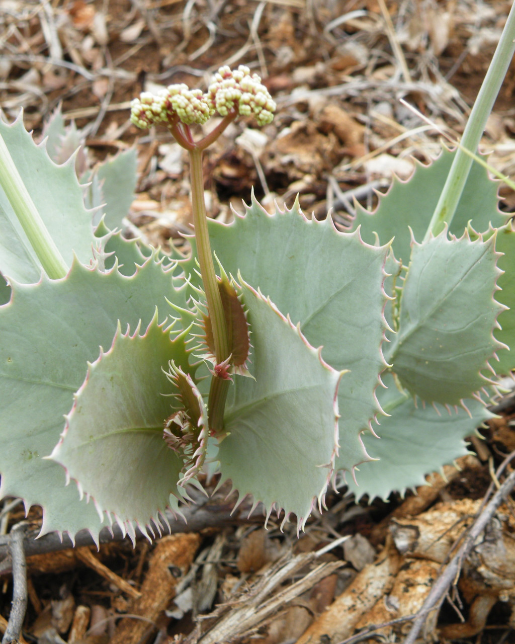 Cyphostemma oleraceum