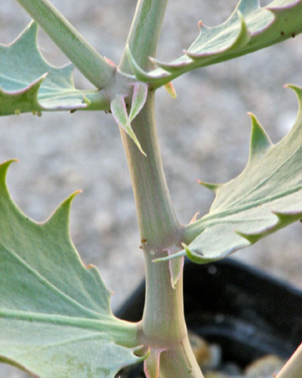 Cyphostemma segmentatum