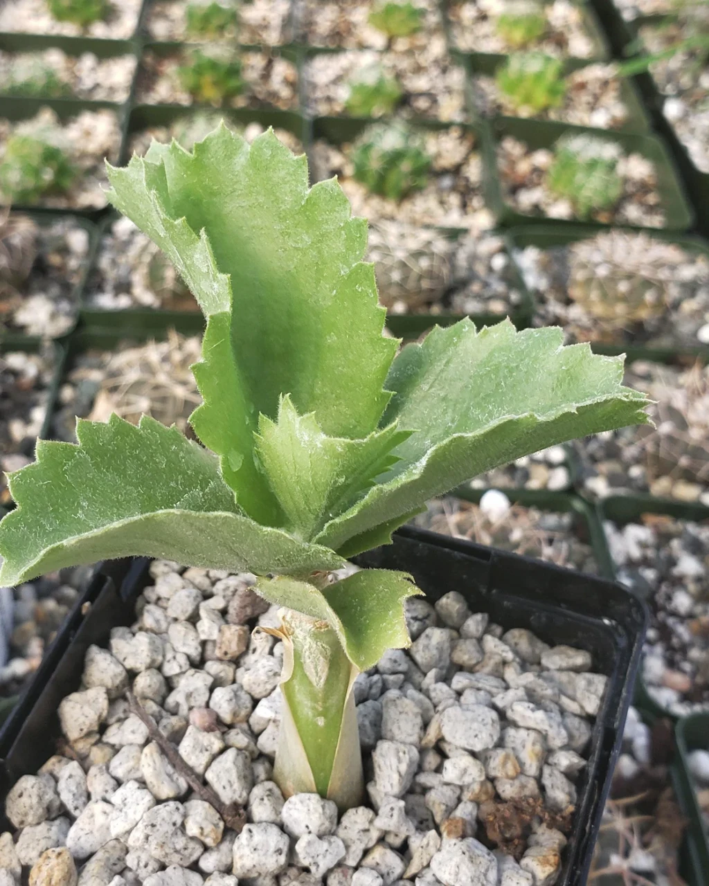 Cyphostemma seitziana