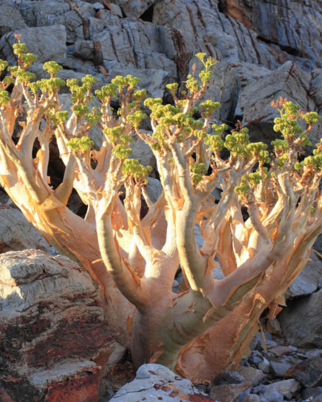 Cyphostemma uter