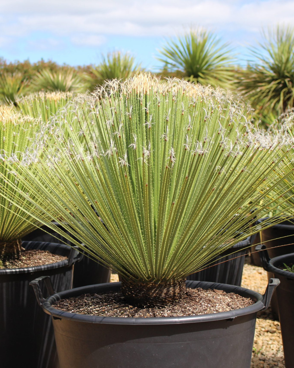 Dasylirion acrotriche