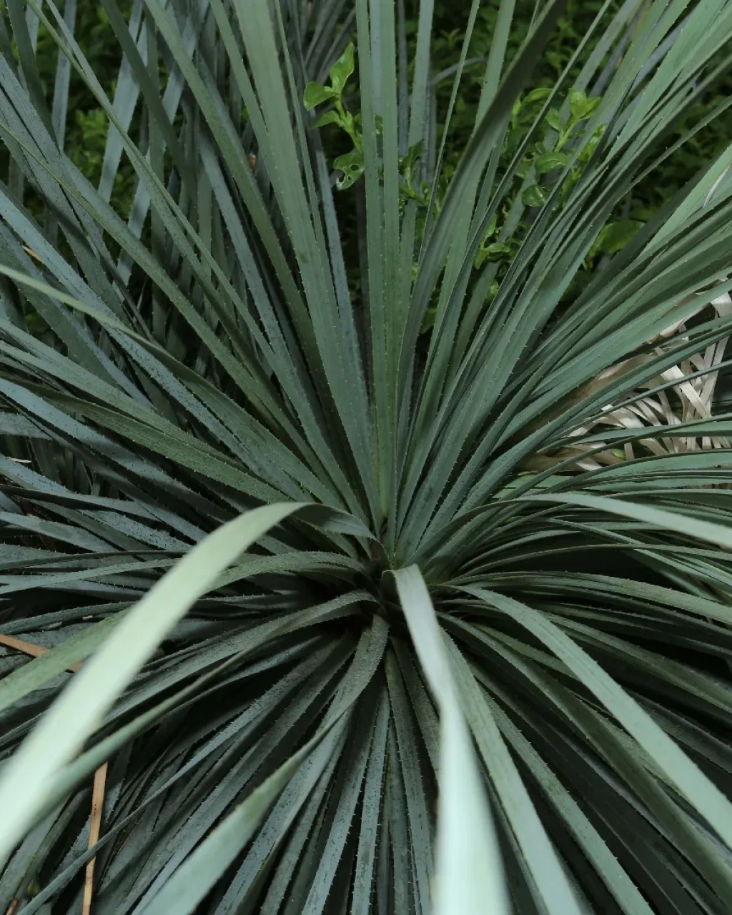 Dasylirion glaucophyllum