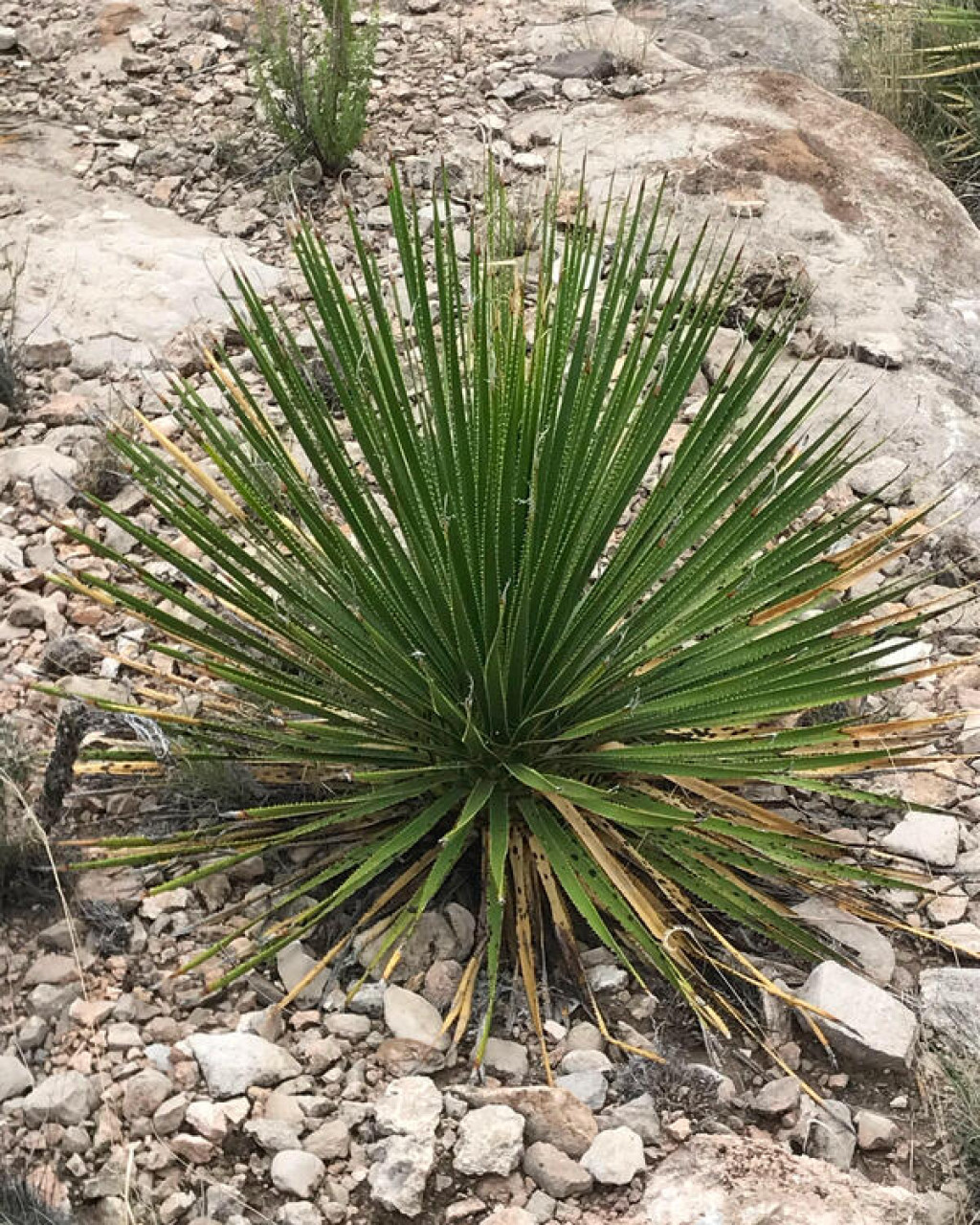 Dasylirion leiophyllum