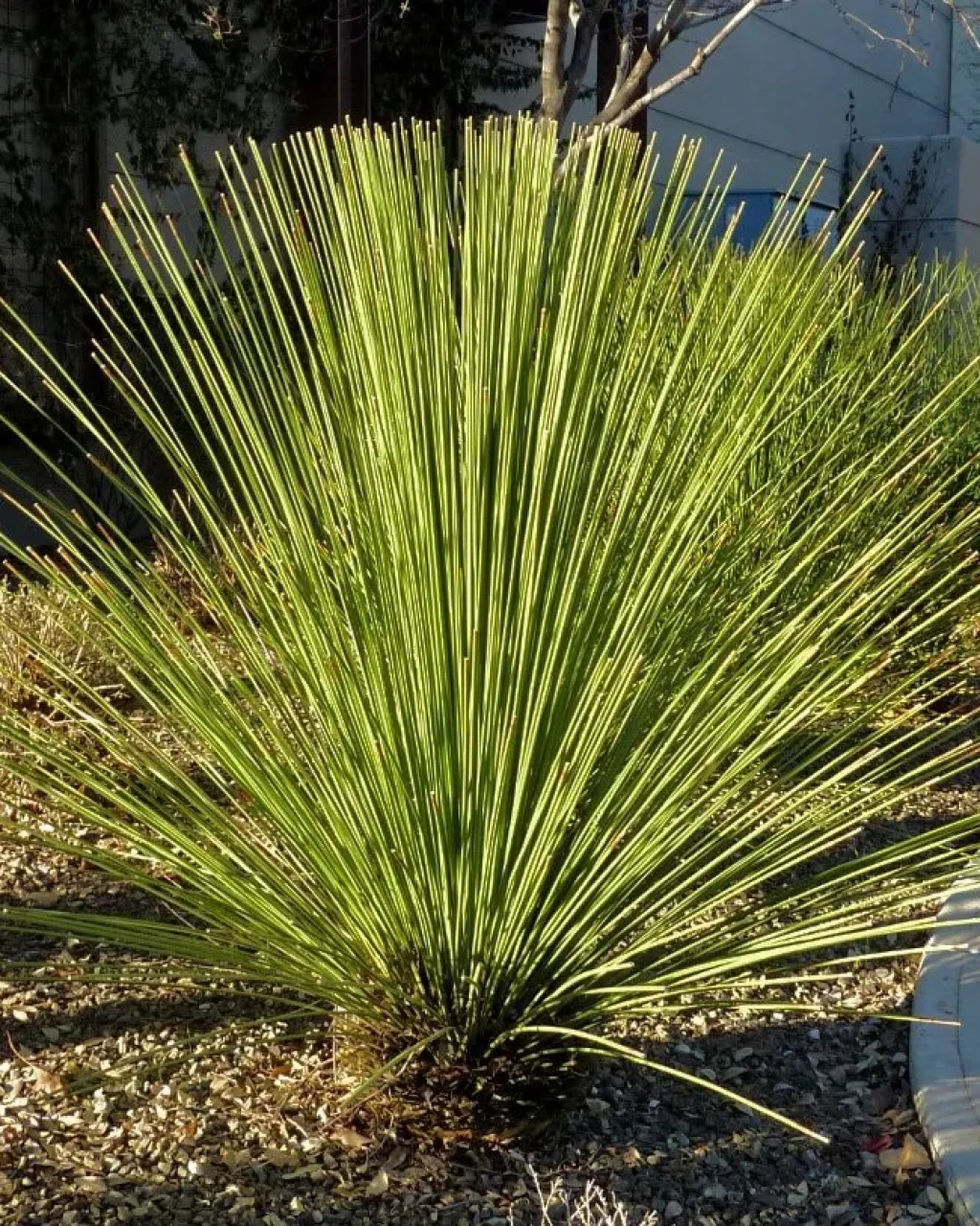Dasylirion quadrangulatum