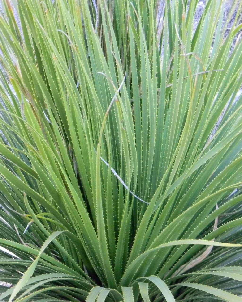 Dasylirion texanum