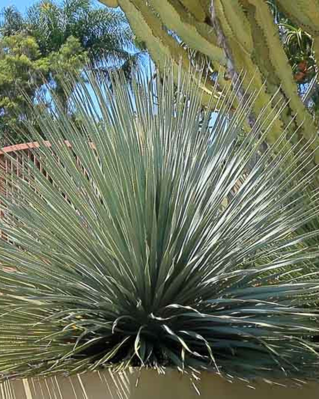 Dasylirion wheeleri