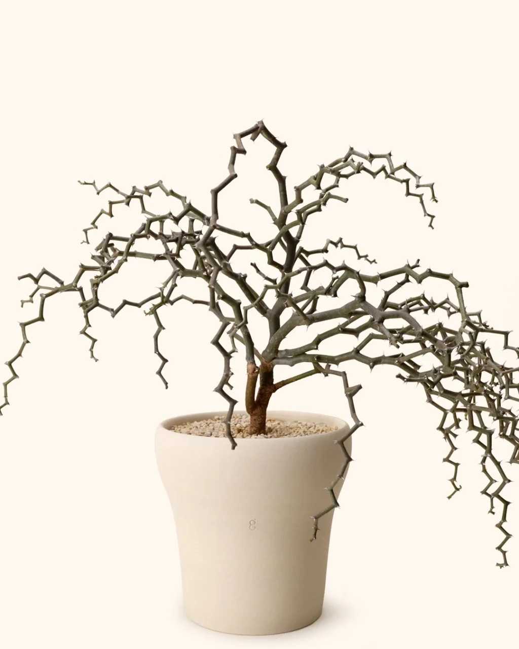 Decarya madagascariensis