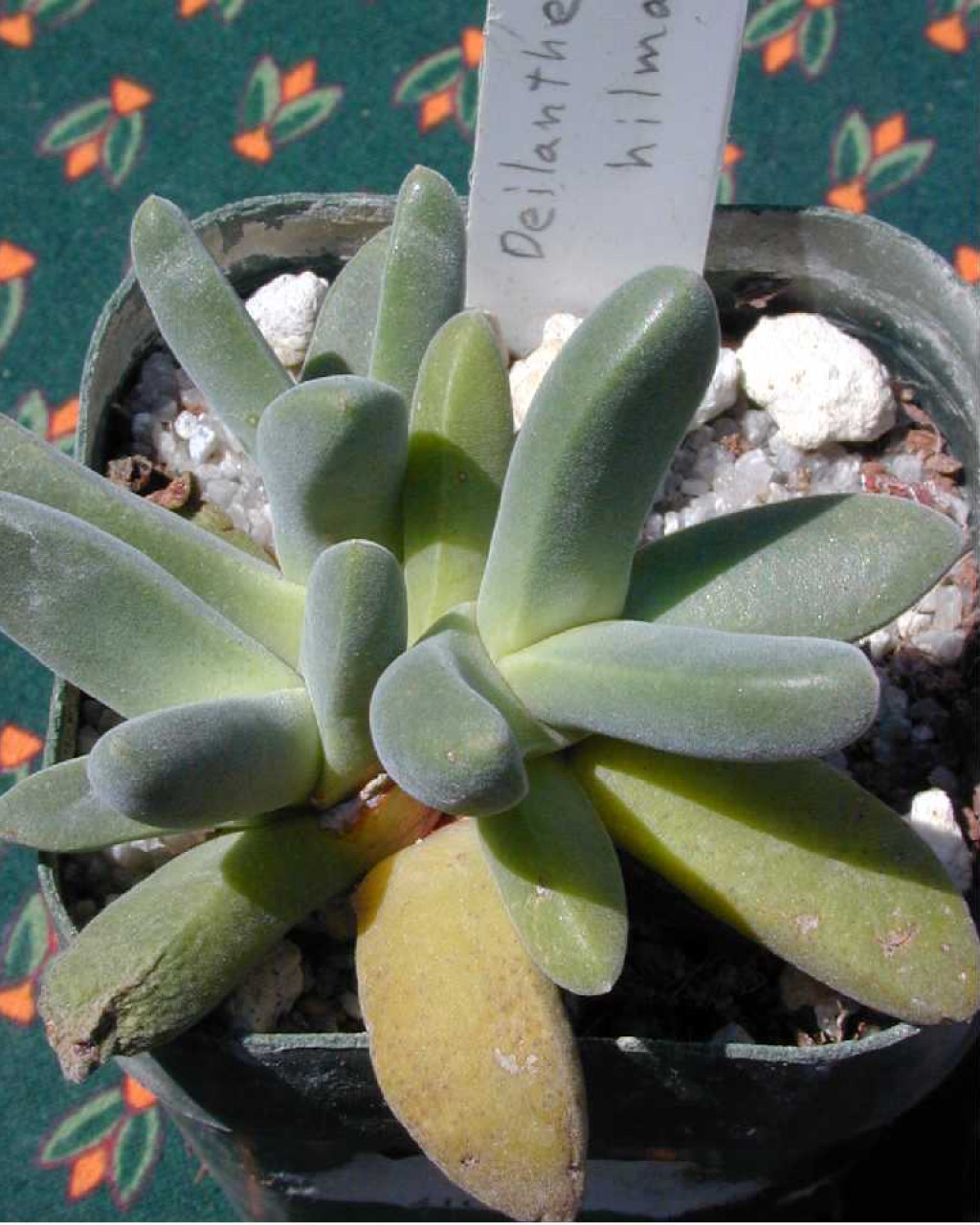 Deilanthe hilmarii