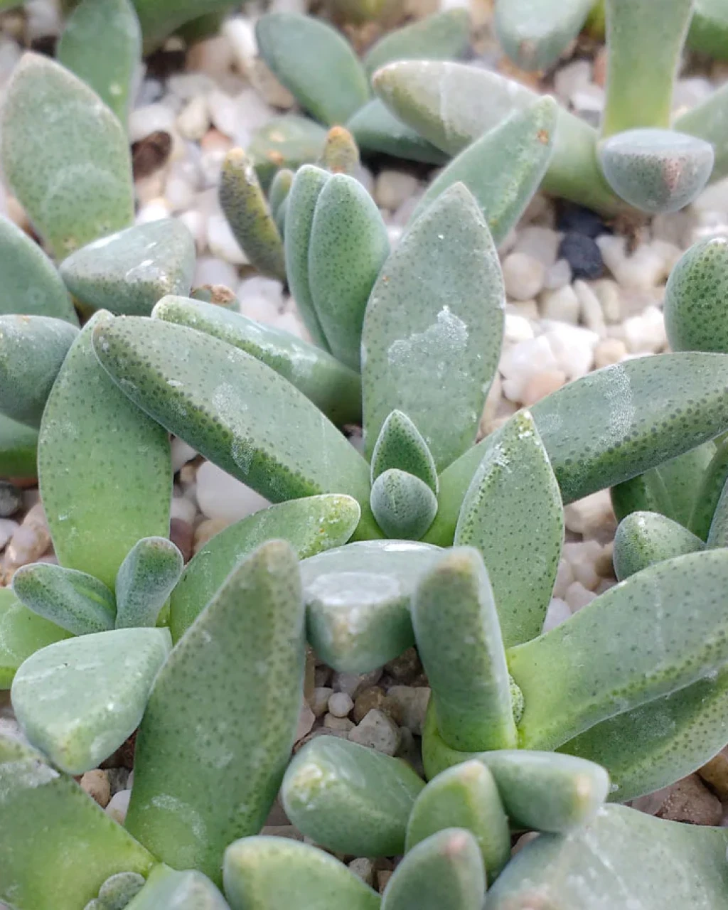 Deilanthe peersii