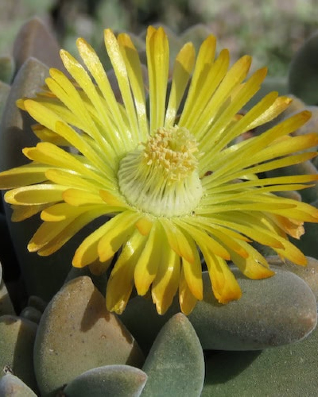 Deilanthe thudichumii