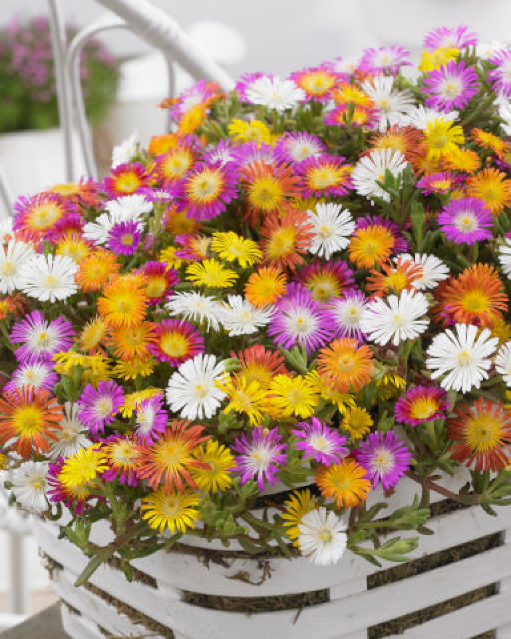 Delosperma