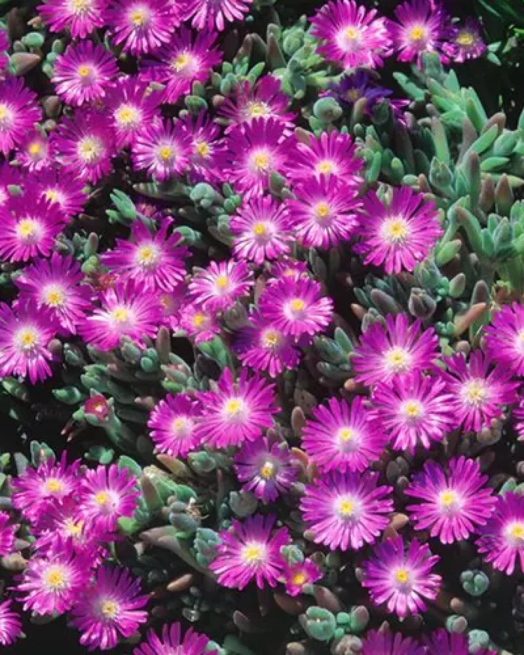 Delosperma aberdeenense