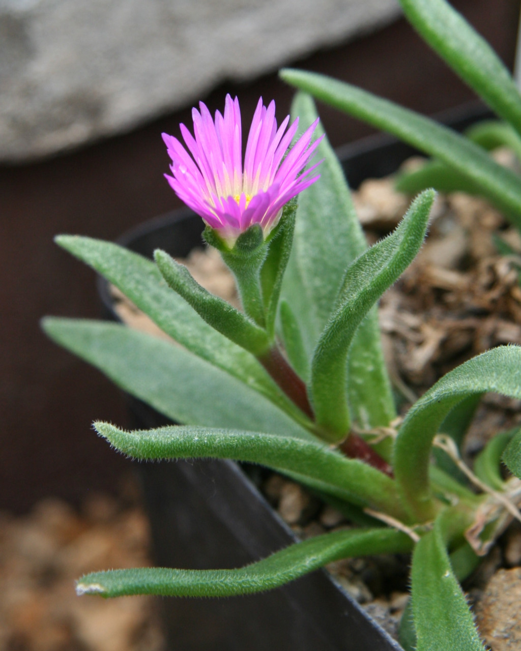 Delosperma ashtonii