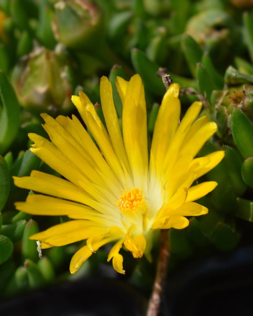 Delosperma basuticum