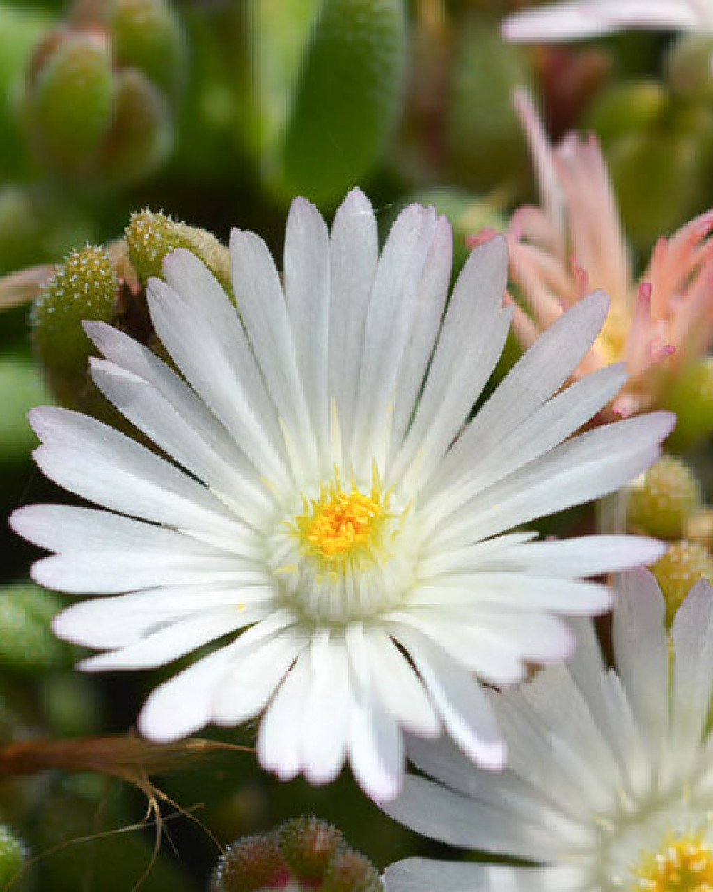 Delosperma basuticum 'White Nugget'