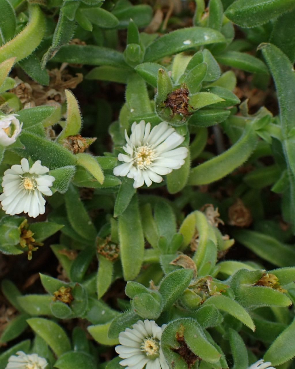 Delosperma bosseranum