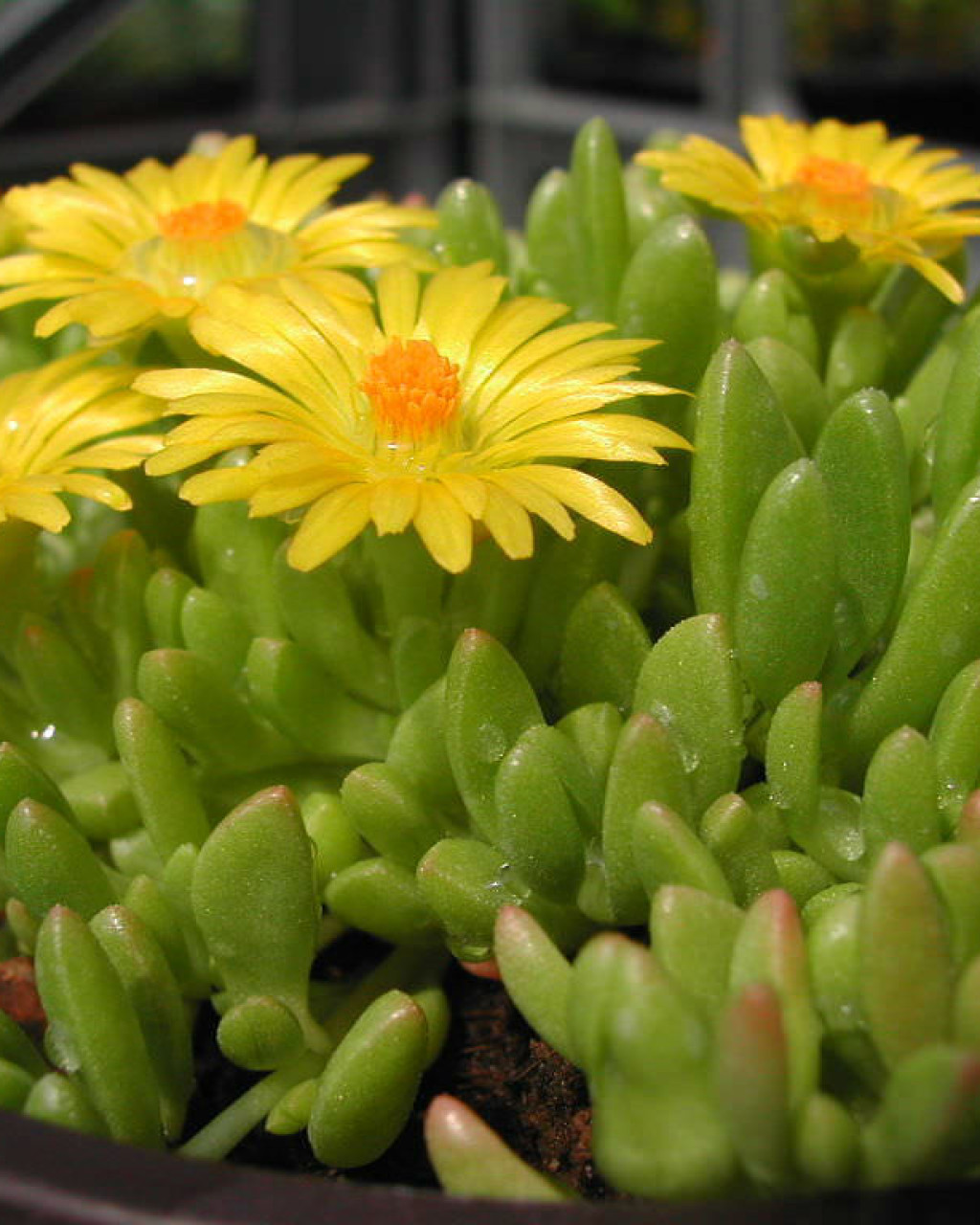 Delosperma congestum