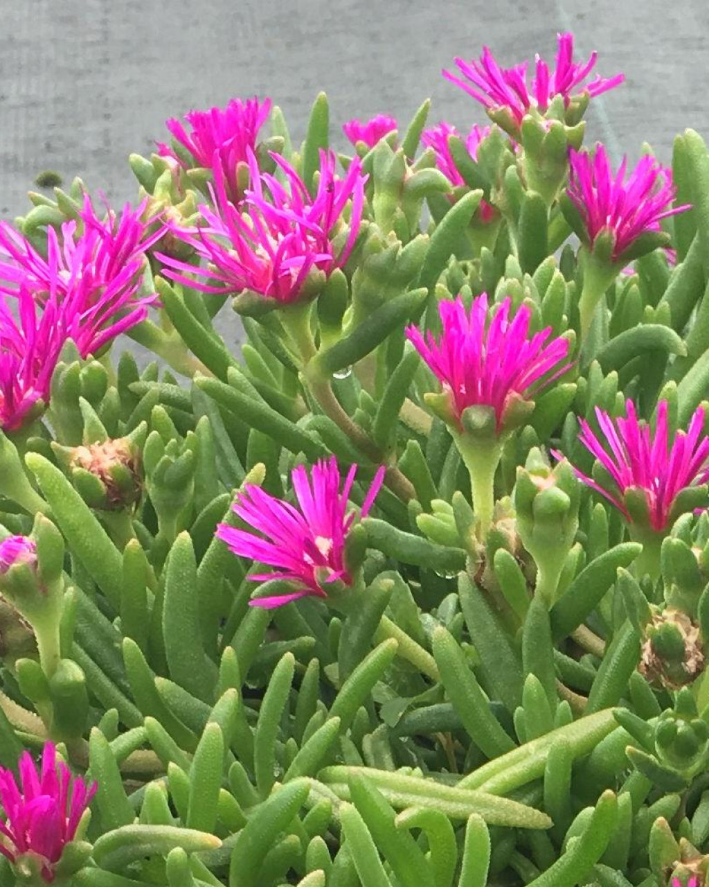 Delosperma cooperi