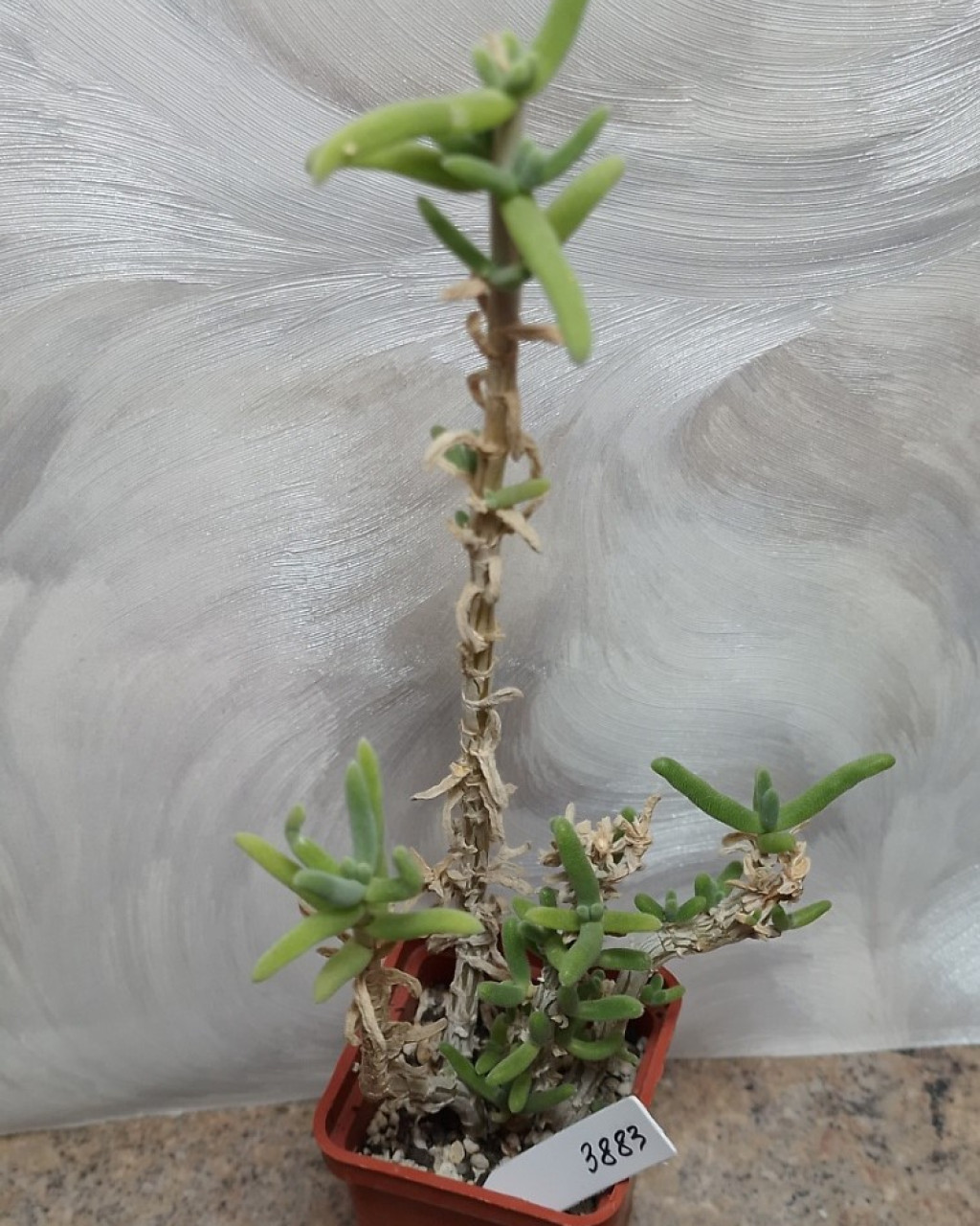 Delosperma crassum