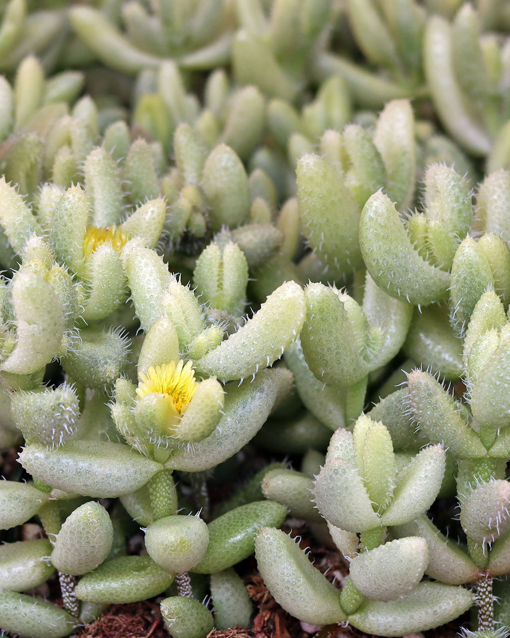 Delosperma echinatum f. variegata