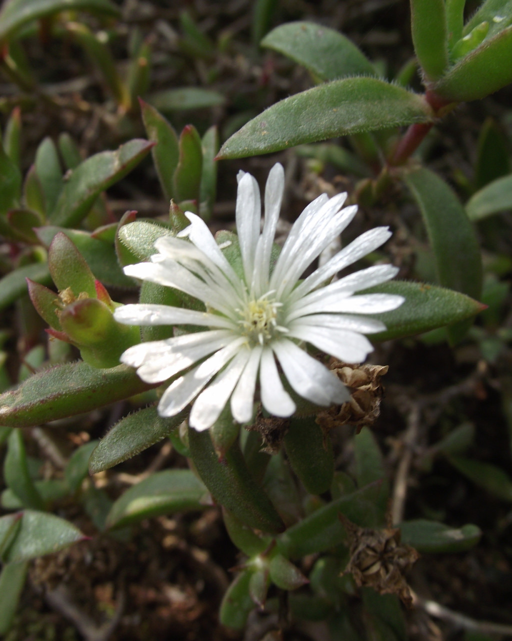 Delosperma ecklonis