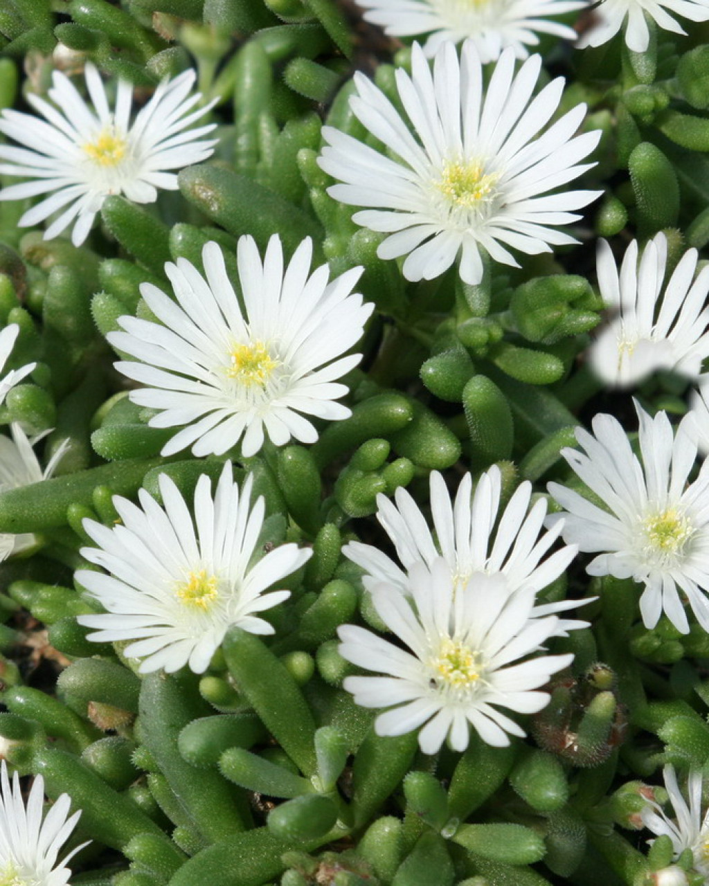 Delosperma esterhuyseniae