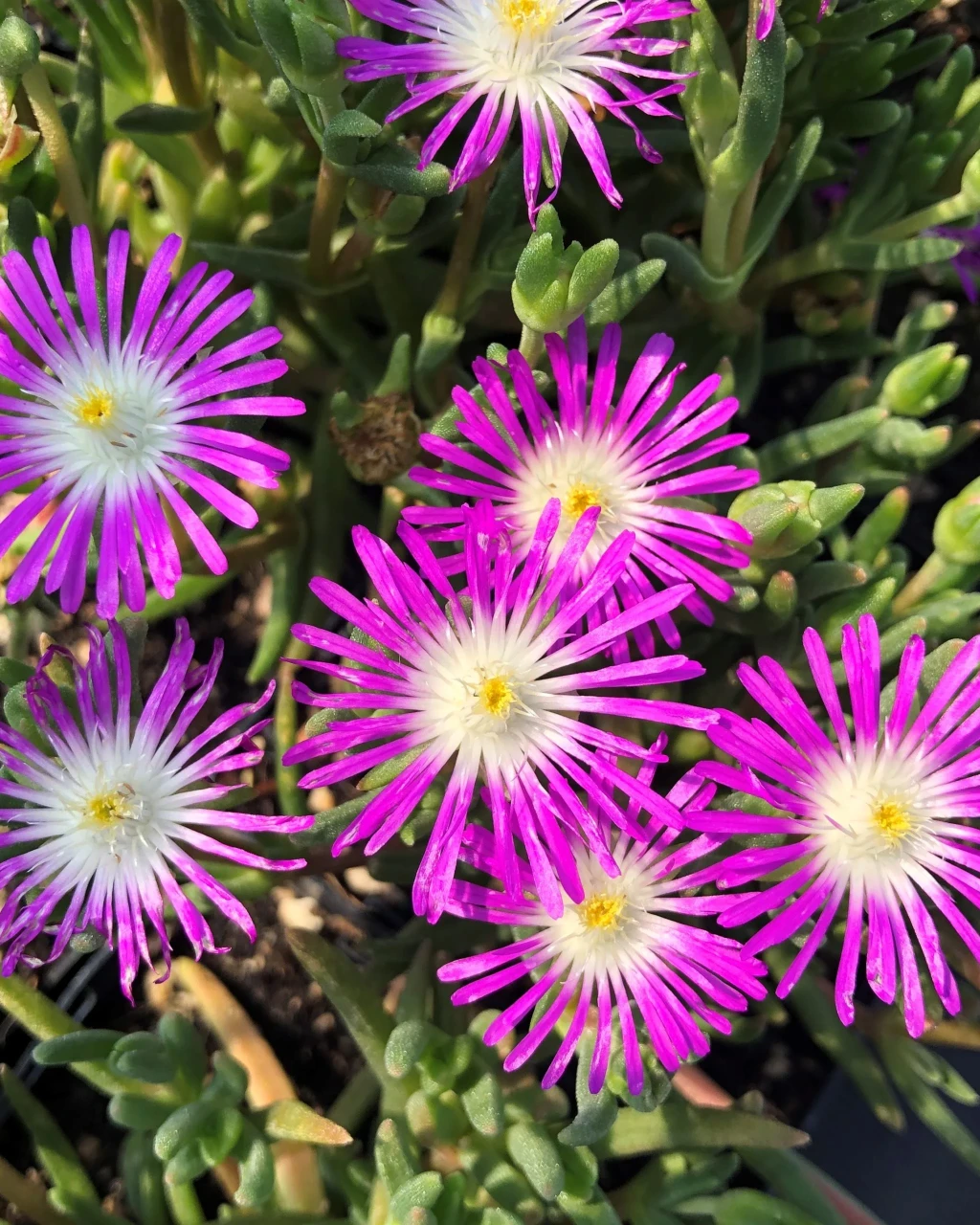Delosperma floribundum