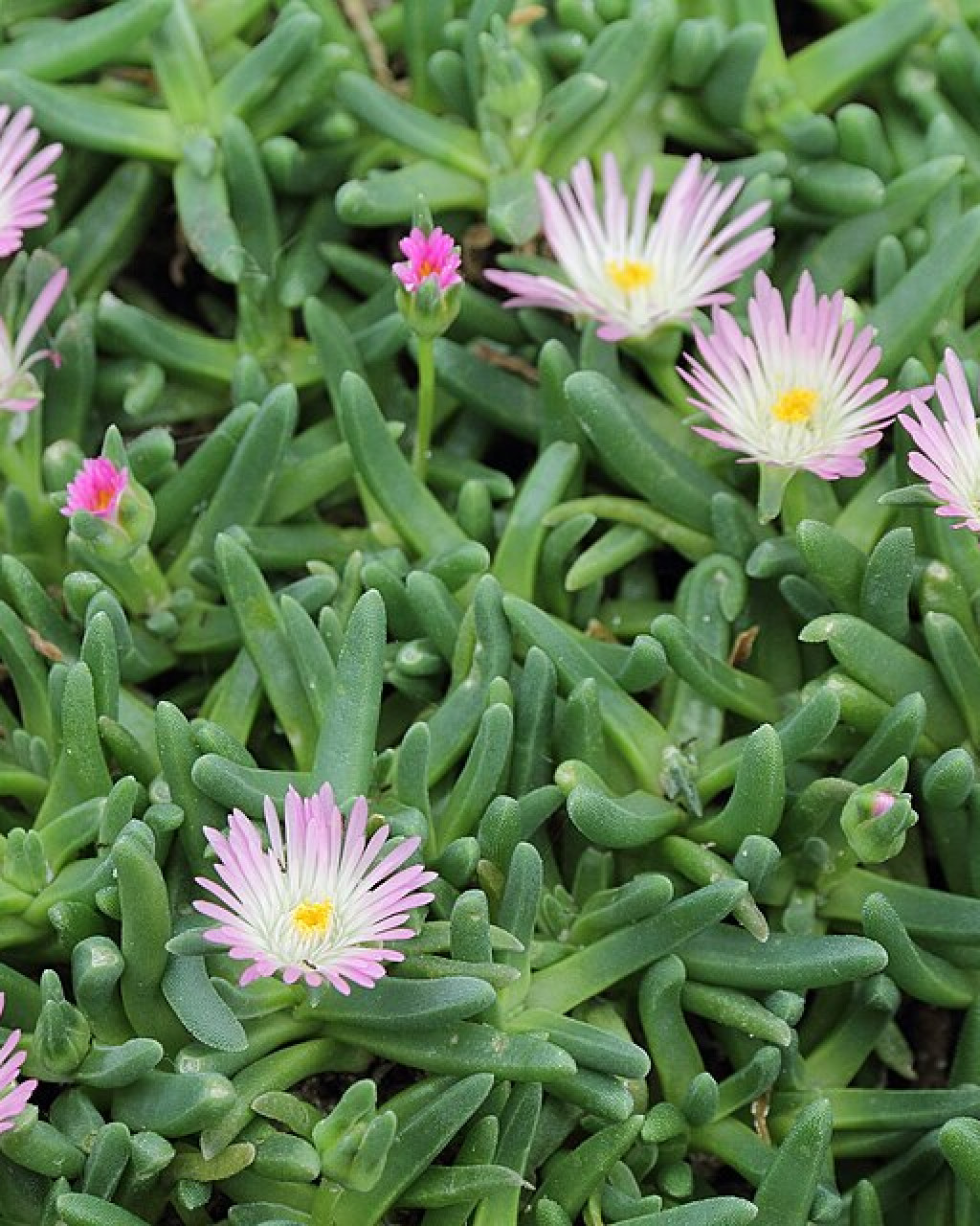 Delosperma harazianum