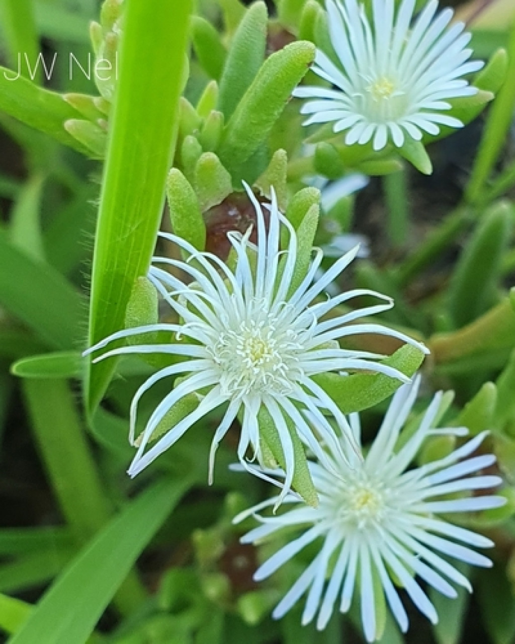 Delosperma herbeum