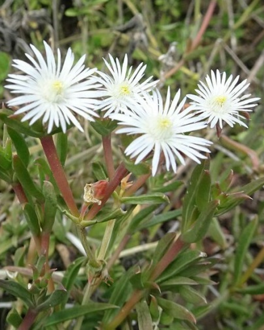 Delosperma inconspicuum