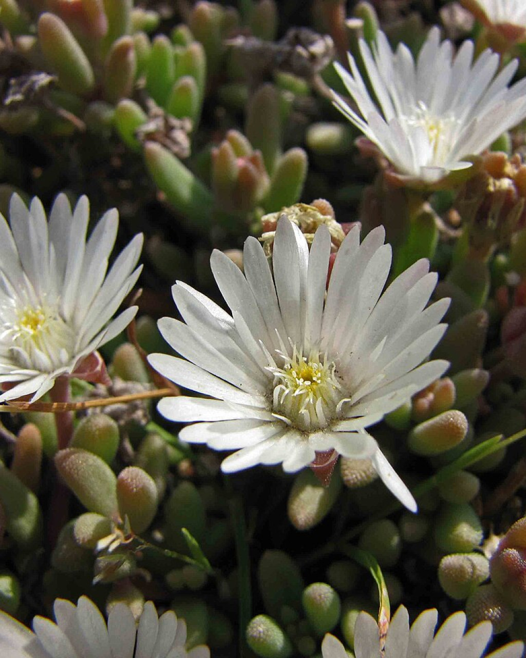 Delosperma karrooicum