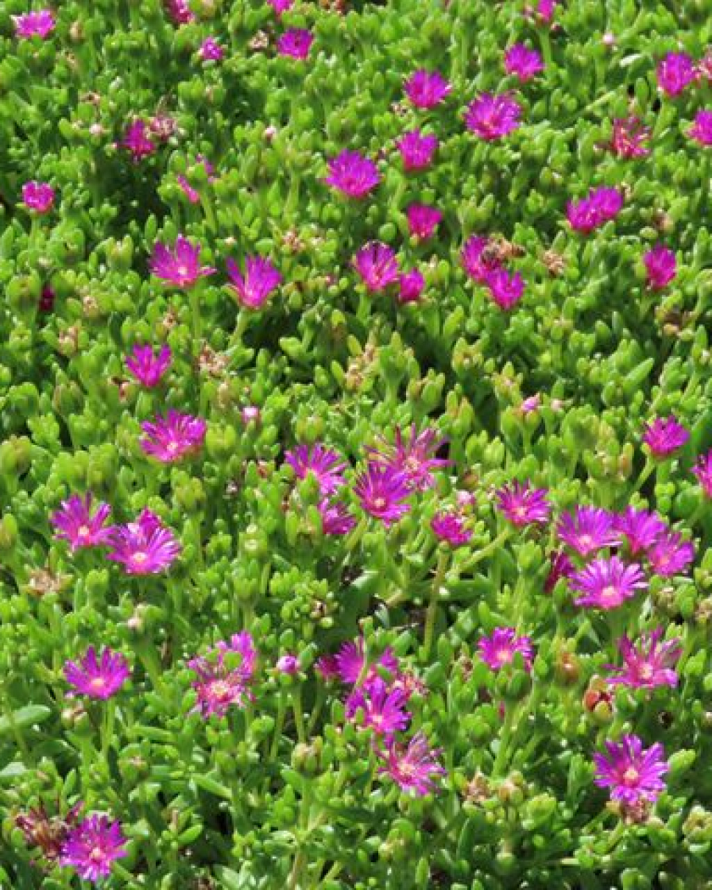 Delosperma lavisiae
