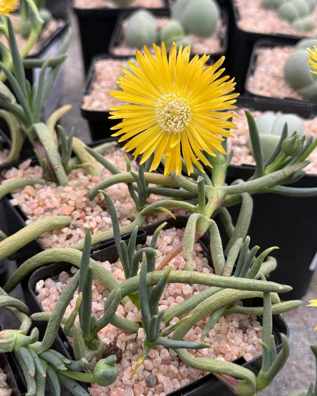 Delosperma leendertziae
