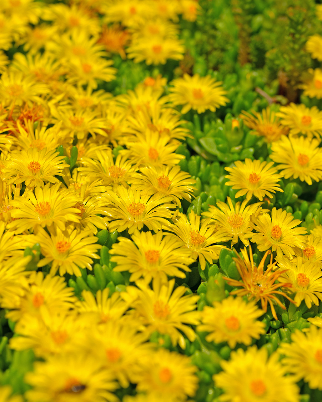 Delosperma lineare