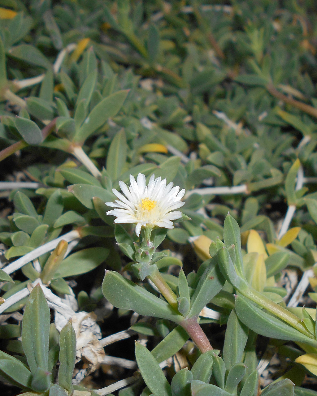 Delosperma litorale