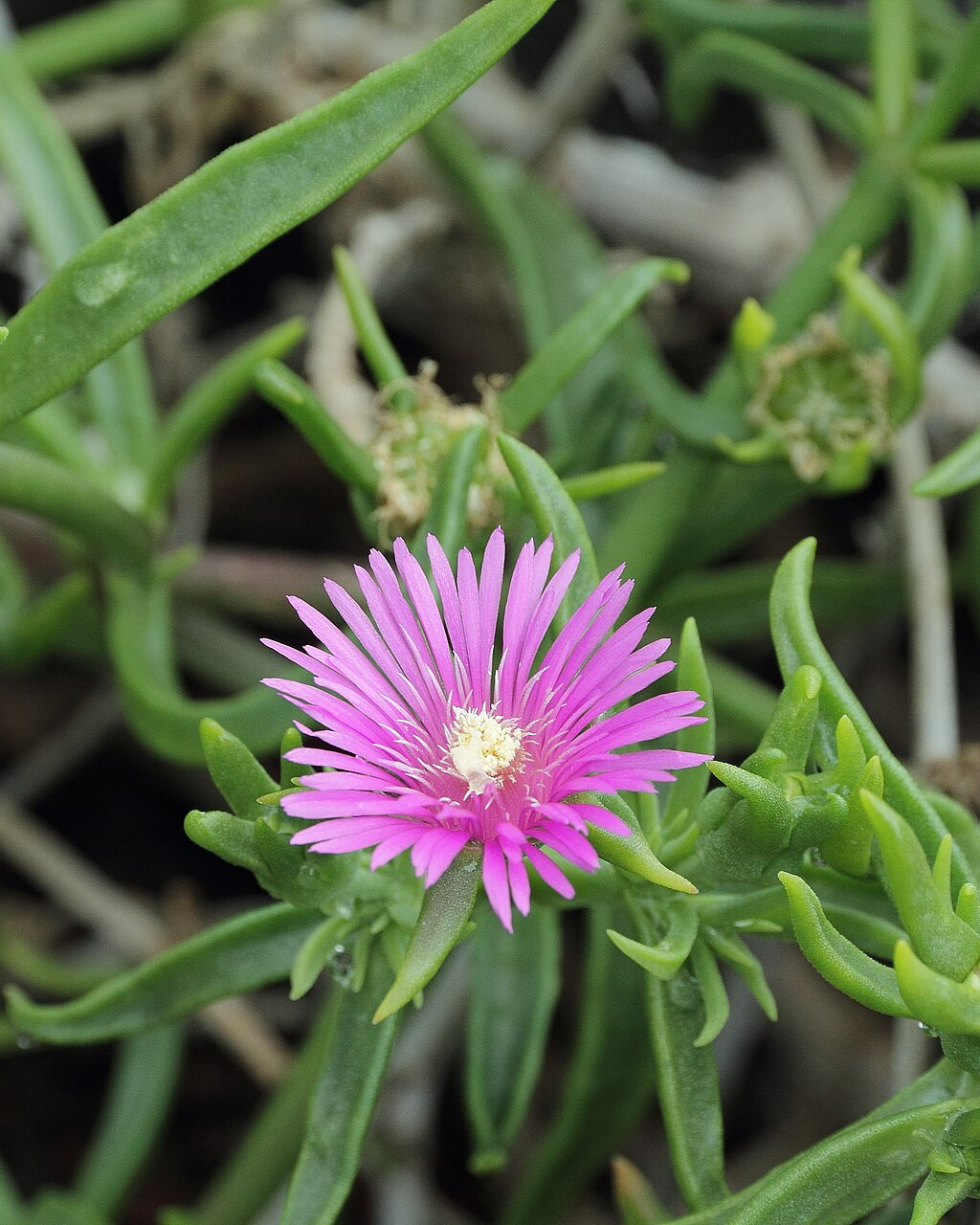 Delosperma lydenburgense