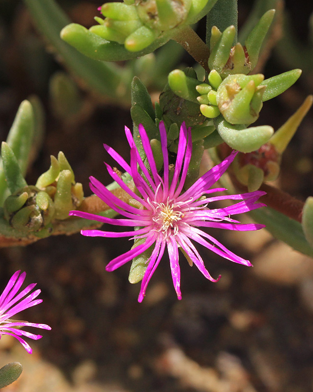 Delosperma mahonii