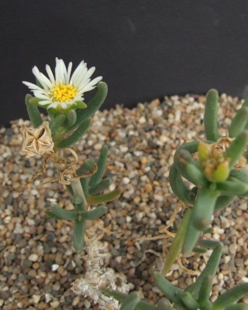 Delosperma nakurense