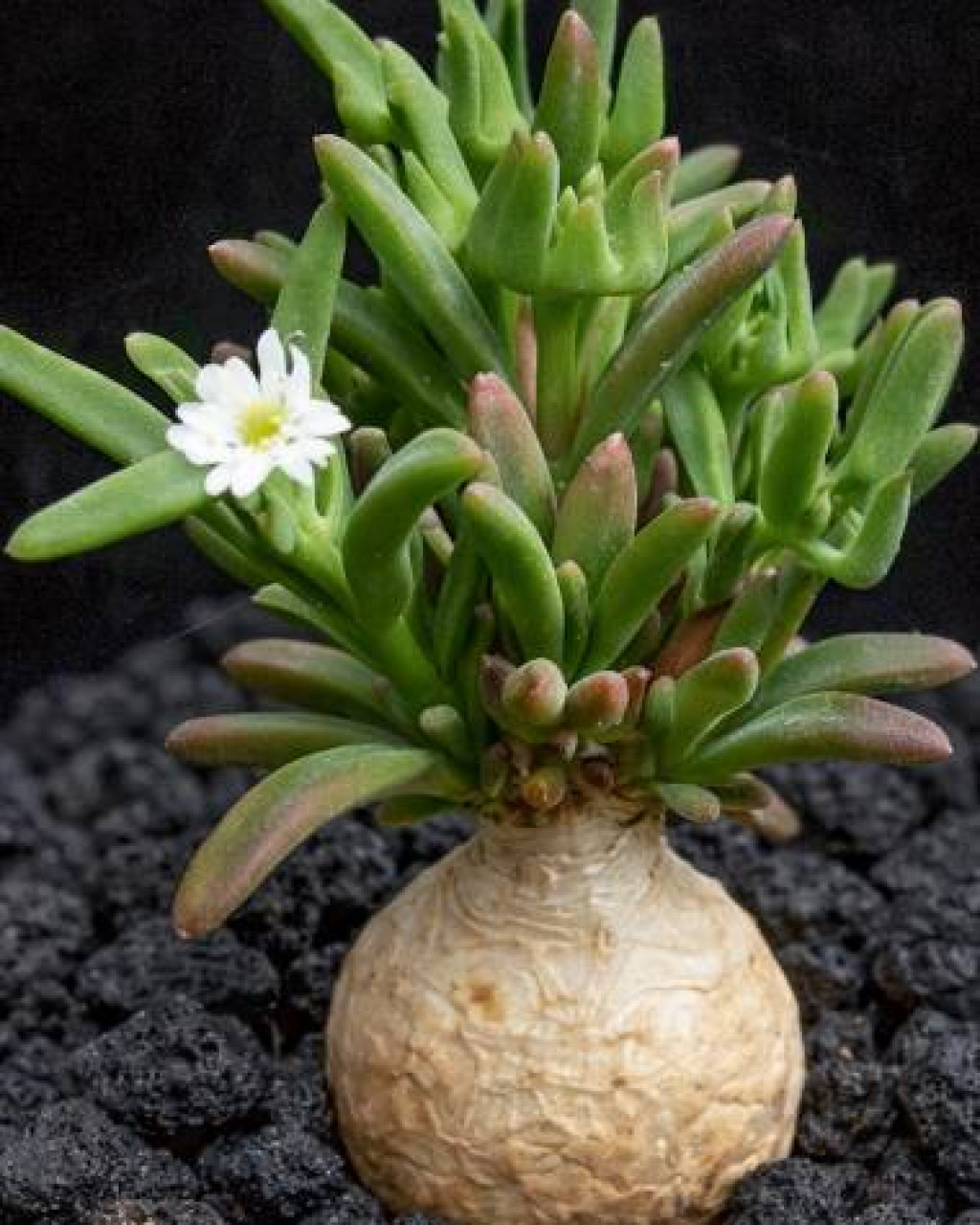 Delosperma napiforme