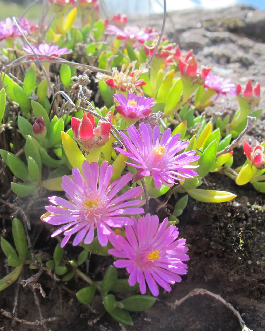 Delosperma nelii