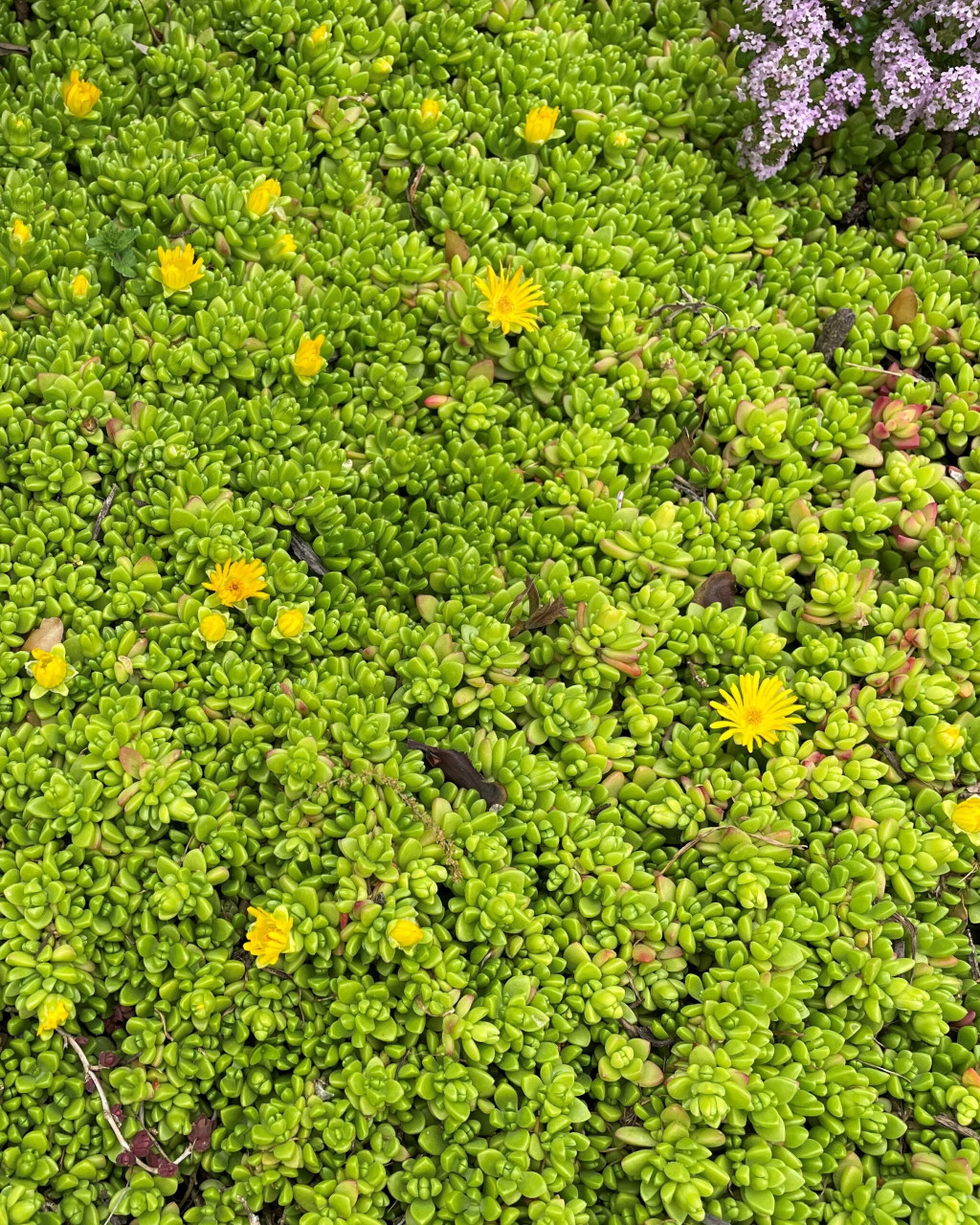 Delosperma nubigenum
