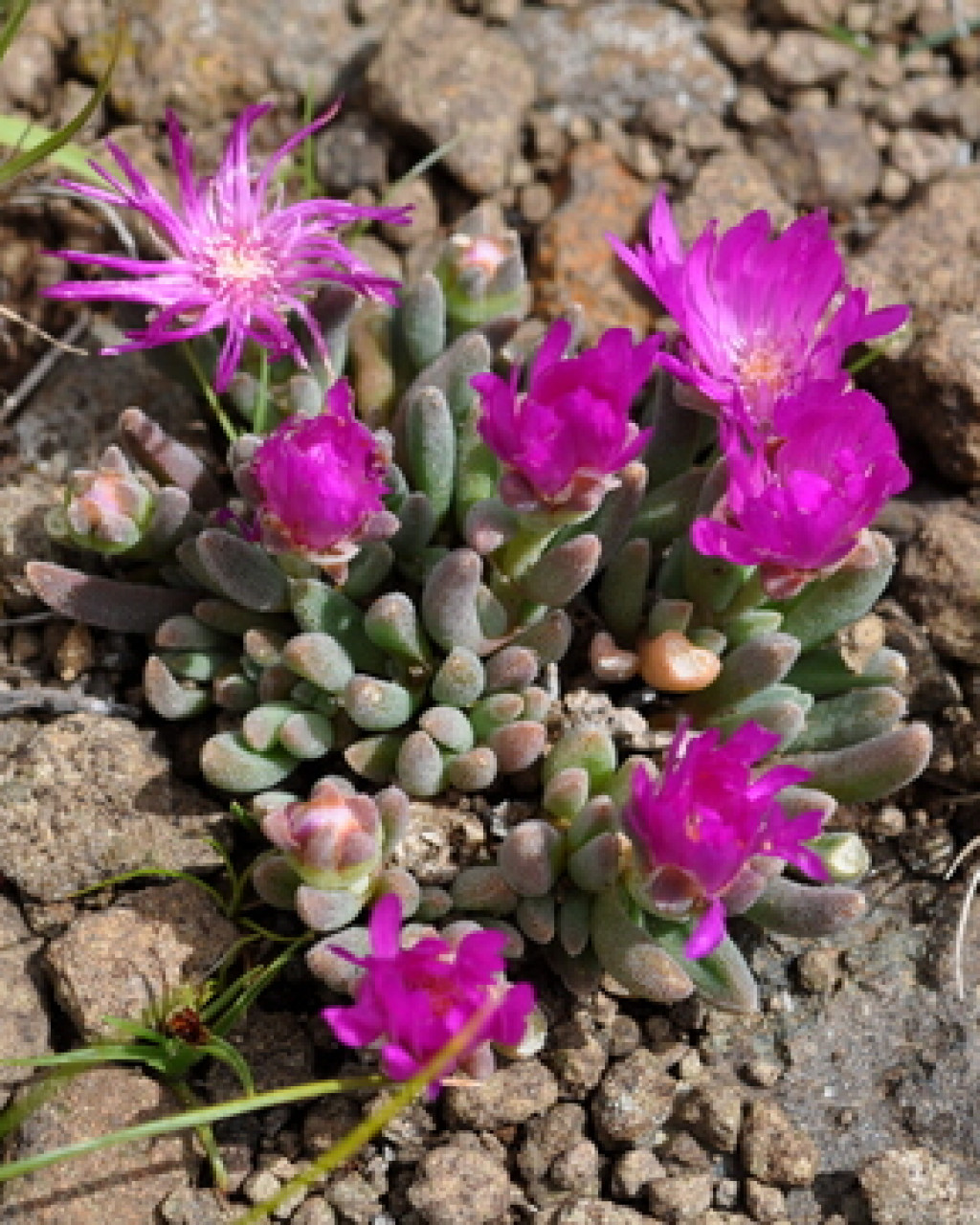 Delosperma obtusum