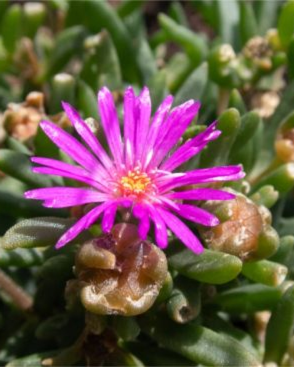Delosperma purpureum