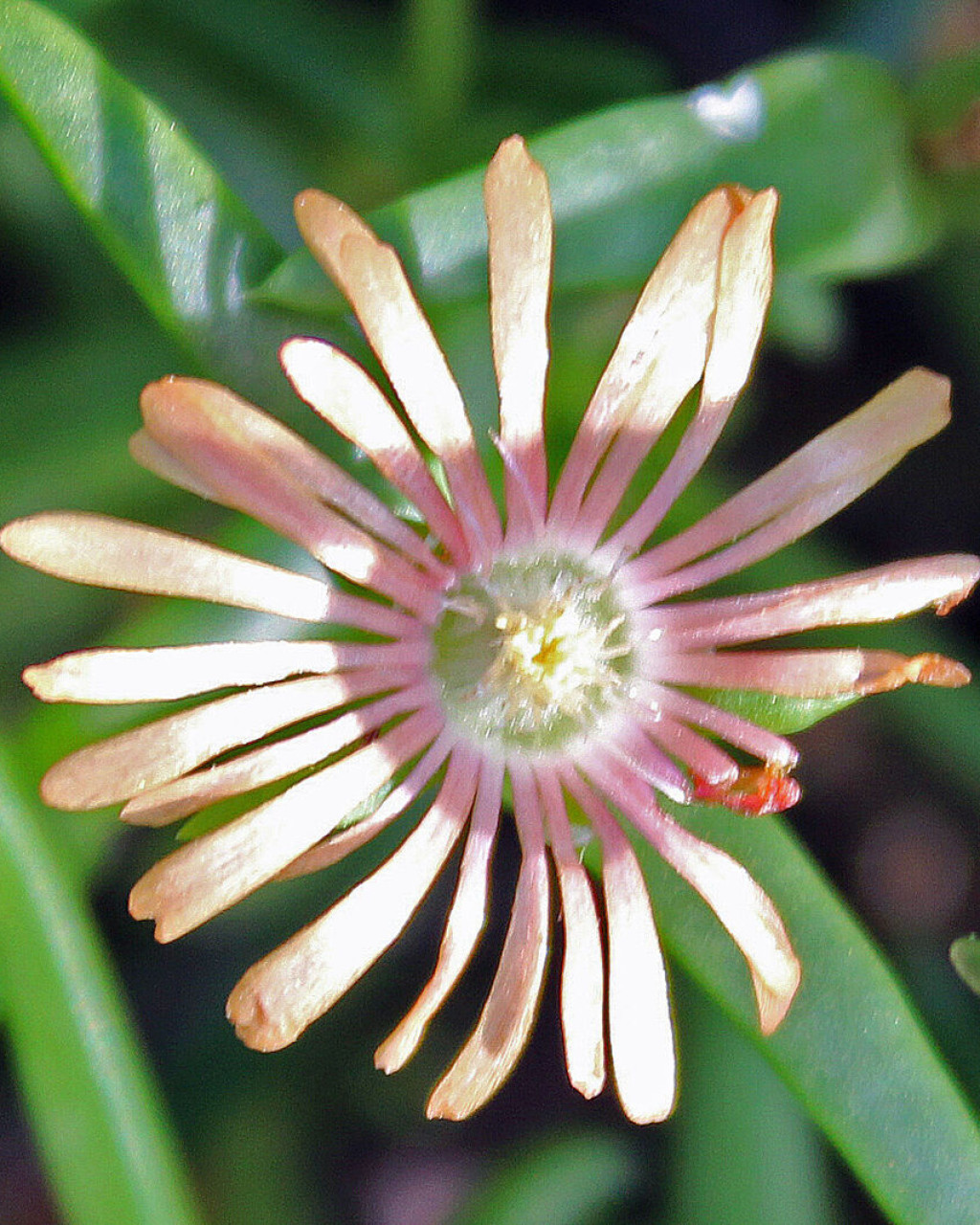 Delosperma rileyi