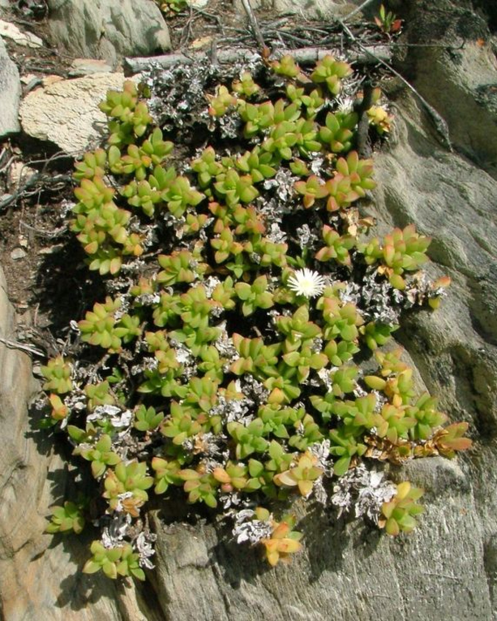 Delosperma saxicola