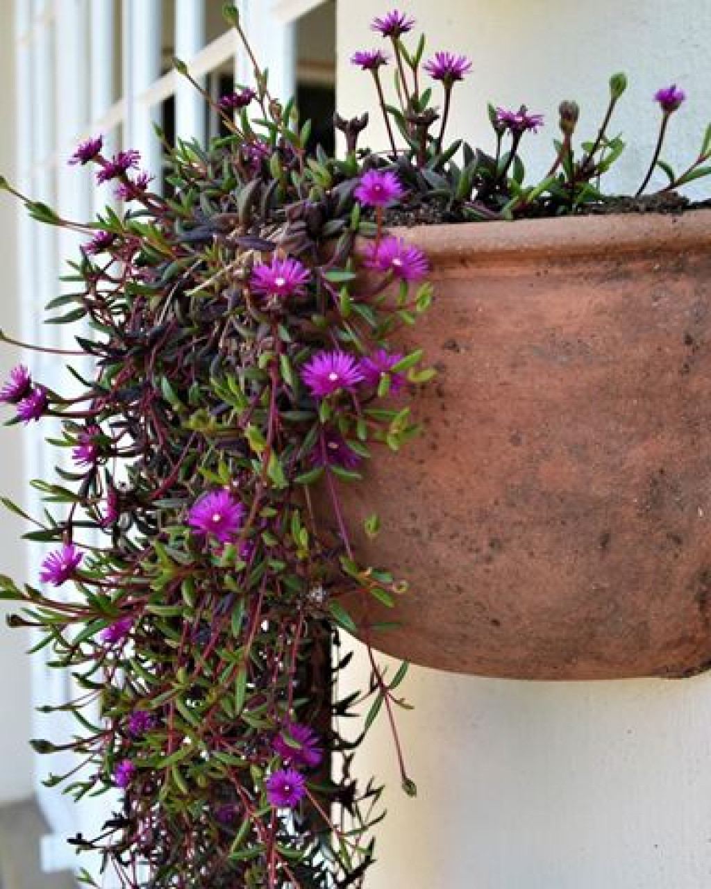 Delosperma scabripes