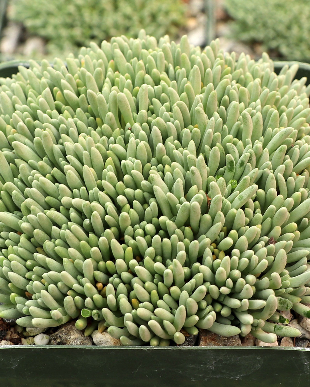 Delosperma sphalmanthoides